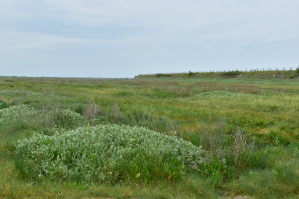4 Baie de Somme (5)